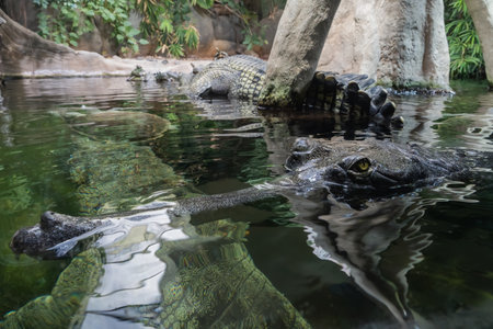 Crocodile partially submerged in water with reflectionの写真素材
