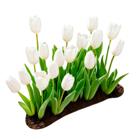 White tulips blooming in soil isolated on transparent backgroundの素材