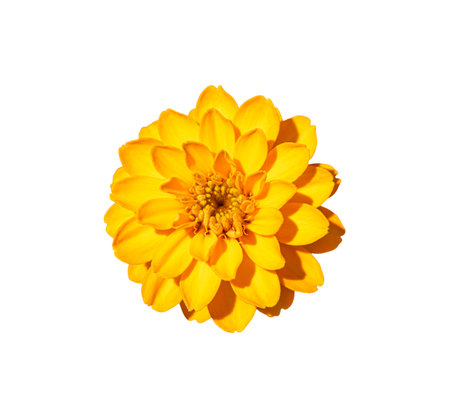 Bright yellow zinnia flower in full bloom with overlapping symmetrical petals isolated on transparent backgroundの写真素材