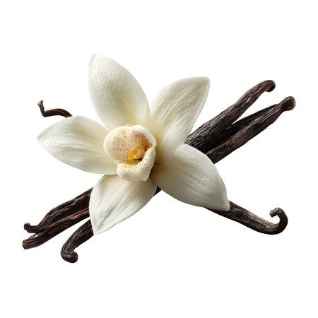 Vanilla flower with pods isolated on transparent backgroundの素材