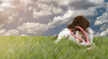German Shorthaired Pointer puppy sitting on green grass