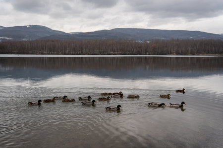Flock of Ducks Swimming on Calm Lake with Mountain View stock photoの写真素材