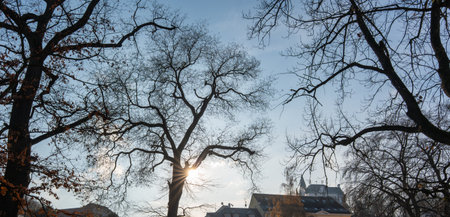 Bare Winter Trees Against Blue Sky with Sunlight