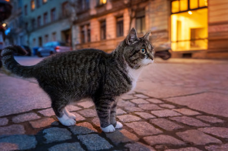 Curious street cat walking on cobblestone street at night.の写真素材