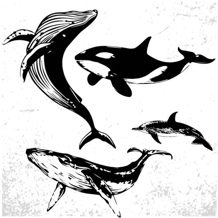 Whales Set, Collection Of Different Hand Drawn Whalesのイラスト素材