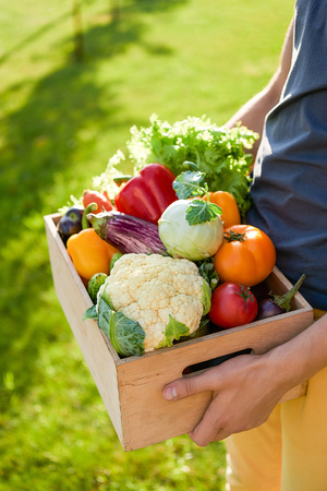 man holds wooden box or crate full of freshly harvested vegetables. Green grass background. Harvest a garden. Gardening and healthy food concept. Copy spaceの写真素材