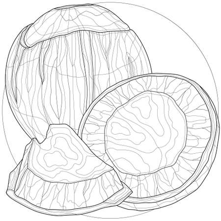 Coconut.Tasty sweets.Coloring book anti stress for children and adults. Zen-tangle style.のイラスト素材