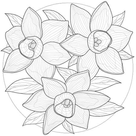 Daffodils flowers.Coloring book antistress for children and adults. Illustration isolated on white background.Zen-tangle style.のイラスト素材
