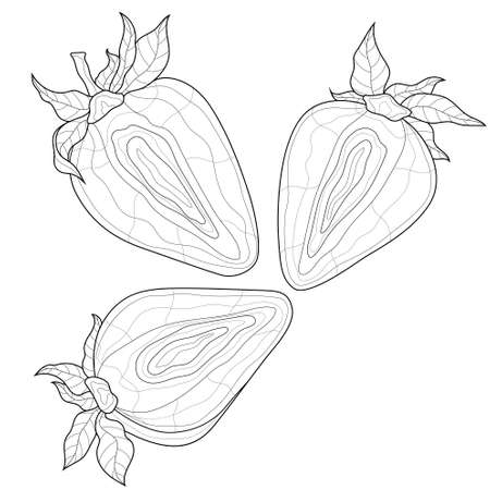 Strawberry. Berry.Coloring book antistress for children and adults. Zen-tangle style.Black and white drawingのイラスト素材
