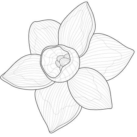 Daffodil flower.Coloring book antistress for children and adults. Illustration isolated on white background.Zen-tangle style.のイラスト素材
