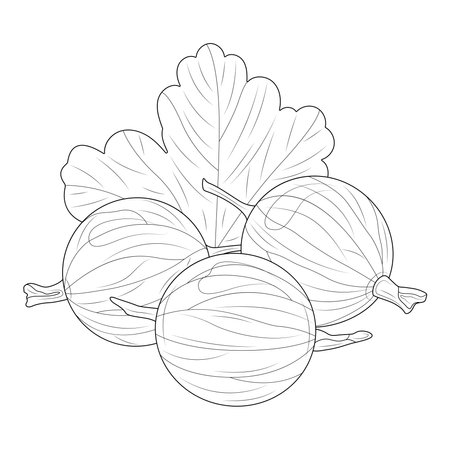 Gooseberry. Berries.Coloring book antistress for children and adults. Zen-tangle style.Black and white drawingのイラスト素材