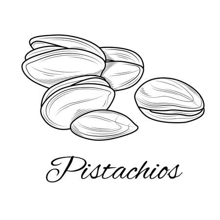 Pistachios sketch. Nut.Coloring for children and adults. Illustration isolated on white background.Zen-tangle style.のイラスト素材