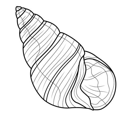 Sea shell.Coloring book antistress for children and adults. Illustration isolated on white background.Zen-tangle style. Black and white drawingのイラスト素材
