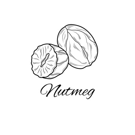 Nutmeg sketch.Coloring. Illustration isolated on white background.のイラスト素材