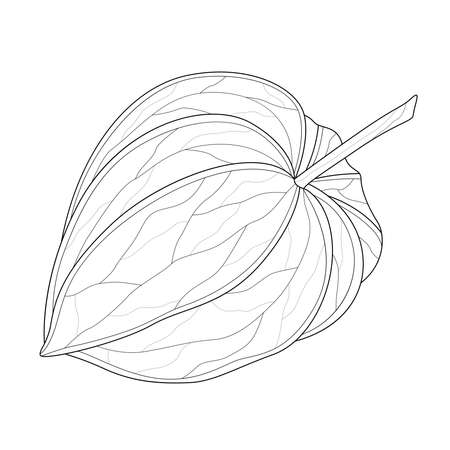 Physalis.Coloring book antistress for children and adults.のイラスト素材