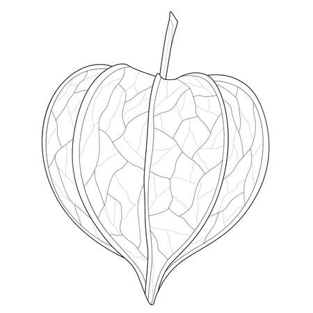 Physalis, Coloring book antistress for children and adults. Illustration isolated on white background.Zen-tangle style.のイラスト素材