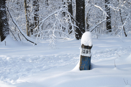 Wooden column layout in the winter forestの写真素材