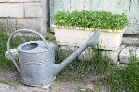Green seedling in the garden watering pot and stand on the grass near a brick wallの写真素材