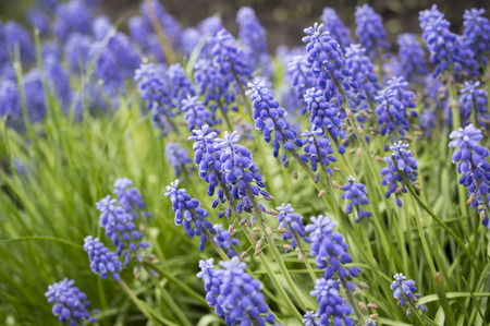 purple flowers muscari with green leavesの写真素材