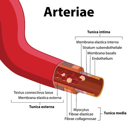 structure of the artery, poster  in vectorのイラスト素材