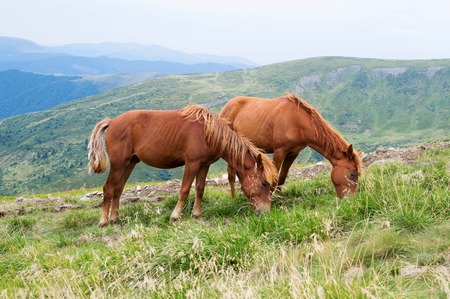 two red horse on pasture in the mountainsの写真素材