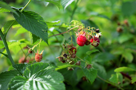 raspberry branch with ripe and green berries in garden