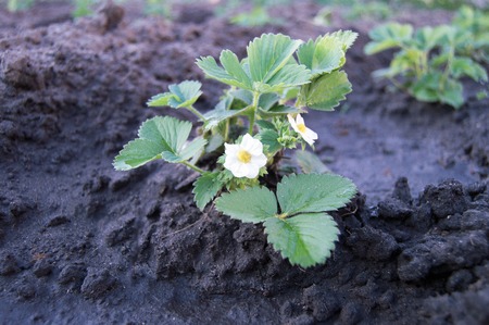 blossoming bush of strawberry on a bedの写真素材