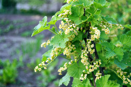 flowering bush of red currant with green leaves in the gardenの写真素材