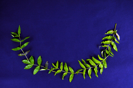 frame of green leaves on dark backgroundの写真素材