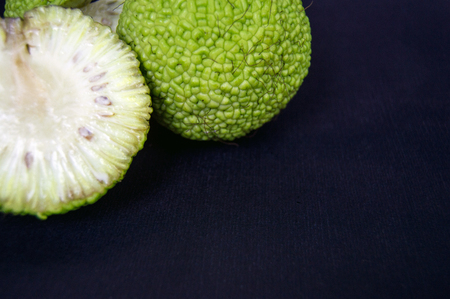 Several fruits of Maclura pomifera or osage orange
