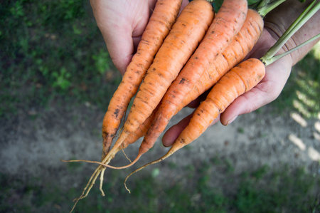 Close up of female farmer worker hands holding picking fresh ripe carrots during autumn harvest....