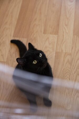 Pretty black cat siting on the floor in the living roomの写真素材
