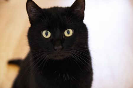 Pretty black cat siting on the floor in the living roomの写真素材