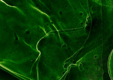 Earthly Colors Abstract Ink Background. Grassy Color Eco-Friendly Living. Germs Assembly. Nasty Surface. Natural Green Infected Thing. Green Fungus. Earthly Colors Emerald Green Ethereal Background.の写真素材