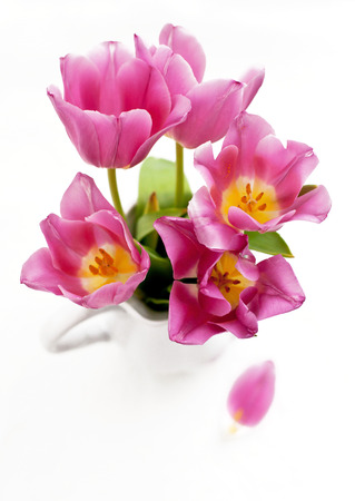 Pink tulips in a vase on white の写真素材