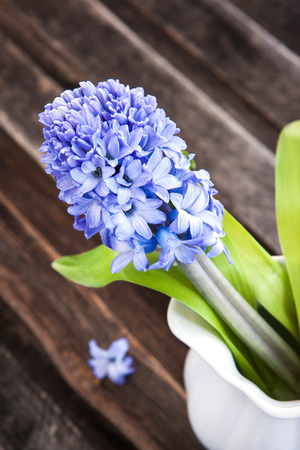 Beautiful blue hyacinth in white vase on wooden tableの写真素材