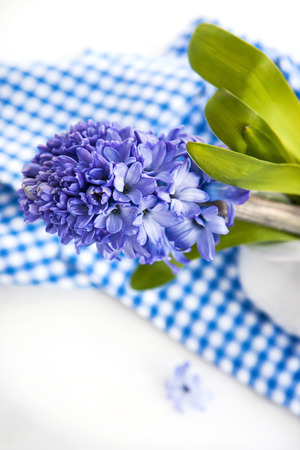 Beautiful blue hyacinth in white vase の写真素材