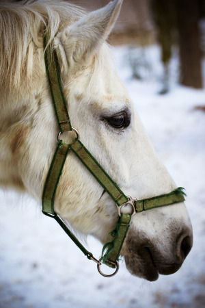 Head of white horse on winter backgroundの写真素材