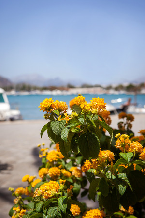 Beautiful yellow flowers on sea view , Alcudia, Mallorcaの写真素材