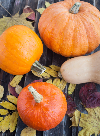 Decorative autumn halloween pumpkinsの写真素材