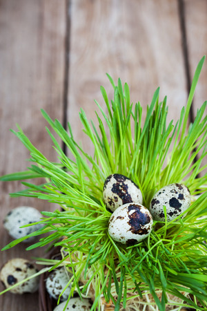 Easter quail eggs on fresh green grass on wooden background, copy space, Easter or Spring conceptの写真素材