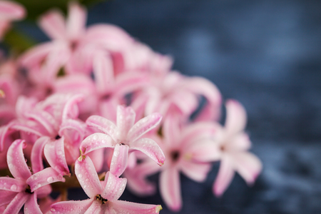 Pink beautiful hyacinth spring flower on painted wooden background, selective focusの写真素材