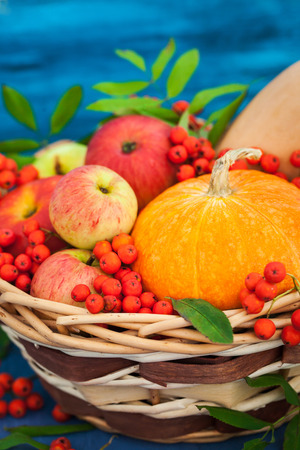 Autumnal still life with pumpkins, apples and rowanberry in a basket on blue wooden background
の写真素材