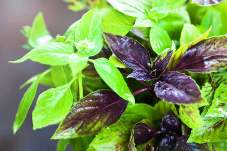 A bunch of fresh juicy basil, close upの写真素材