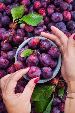 Fresh ripe autumn plums on dark background, enamel bowl in woman`s hand, top viewの写真素材