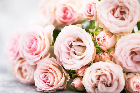 Fresh soft pink roses flowers on gray background, selective focusの写真素材