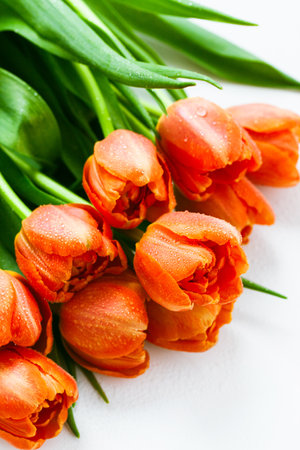 Vibrant orange tulips with dewdrops, fresh spring bloomの写真素材