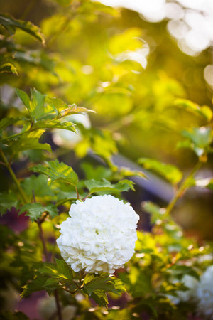 White Viburnum or Viburnum vulgaris Sterilis, Snowball Bush, European Snowball. White flowers in the form of huge balls on branches of viburnum vulgaris. Blurred background. Selective focus. Close-up.の写真素材