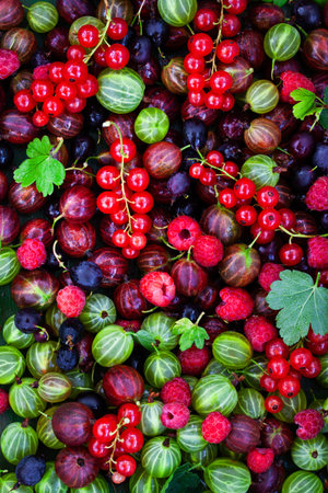 Top view of fresh ripe summer berries (gooseberry, red currant, raspberry)  as a backgroundの写真素材