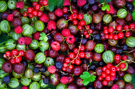 Top view of fresh ripe summer berries (gooseberry, red currant, raspberry)  as a backgroundの写真素材